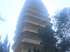 -魏家凉皮(中贸广场店)