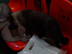 -猫咪博物馆(顶澳仔猫街店)