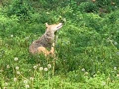 -大连森林动物园