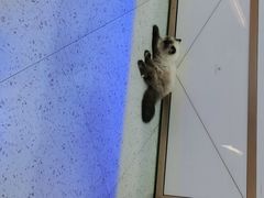 -喵园·猫主题咖啡厅·撸猫·猫咖(国贸店)