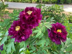 -洛阳郁金香牡丹园