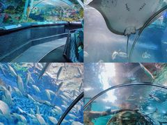 -上海海洋水族馆