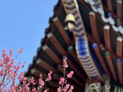-梅花山(明孝陵内)