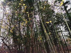 -九曜山
