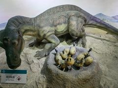 -国家自然博物馆