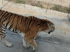 -上海野生动物园