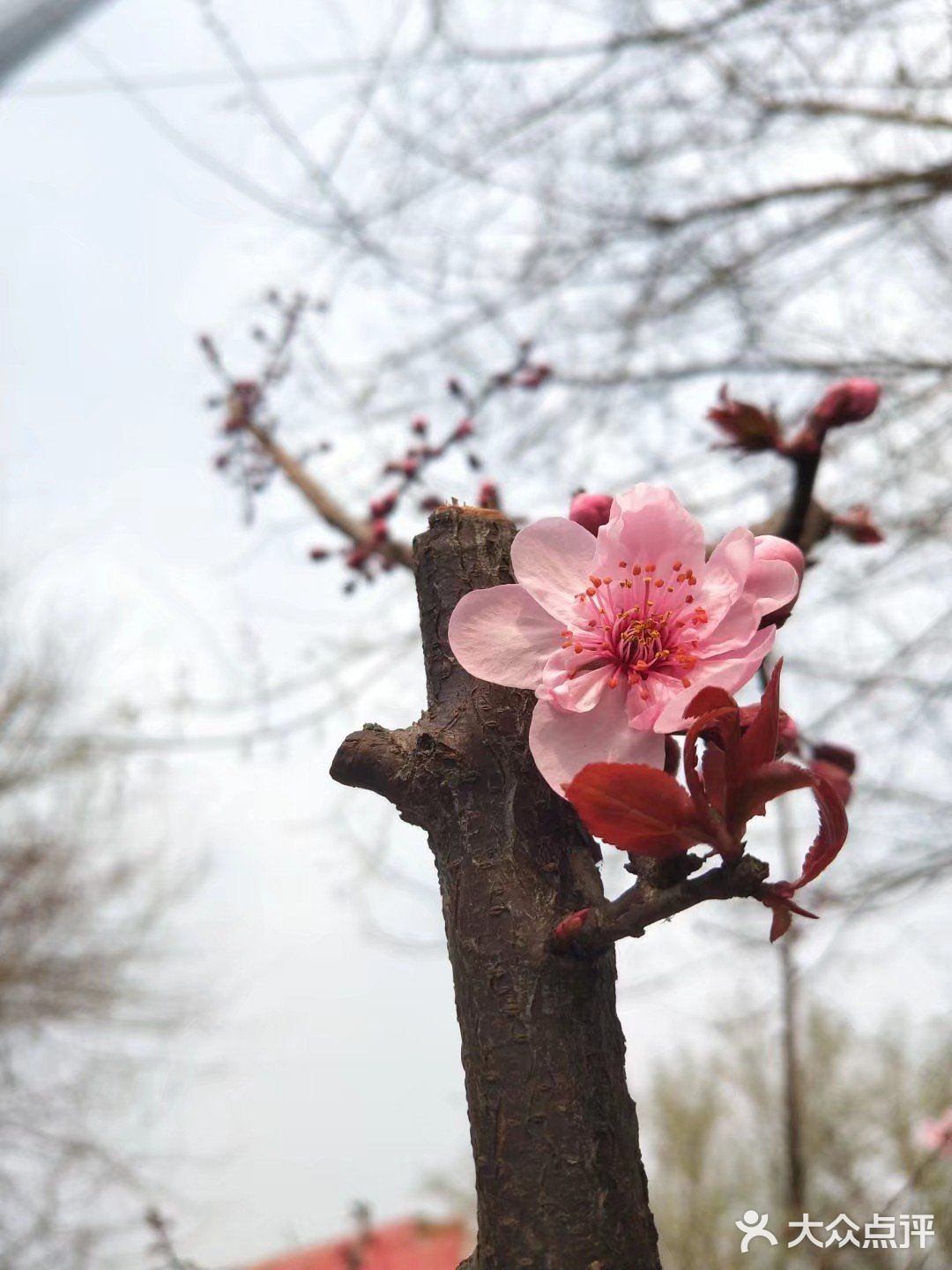 春暖花开奔你而来 我从春天走来,你在秋天说要分开