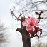 春暖花开奔你而来 我从春天走来,你在秋天说要分开