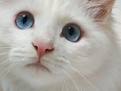 -天使宠物医院·犬猫分诊(彩虹店)