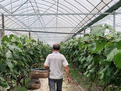 -马陆小张葡萄园农家乐