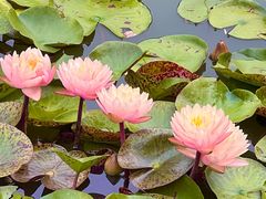 -国家植物园南园