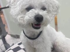 -BABIT巴比特宠物(MOMOPARK店)