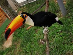 -西霞口神雕山野生动物世界