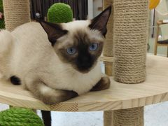 -喵园·猫主题咖啡厅·撸猫·猫咖(国贸店)