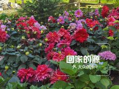 -庐山风景区花径公园