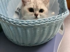 -纳吉亚猫专科动物医院博雅分院