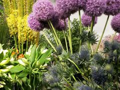 -双季花艺园艺市场(浦东店)