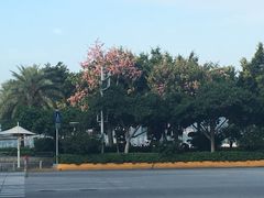 酒店边上的一个路口，花开的很美。-厦门海港英迪格酒店(中山路店)
