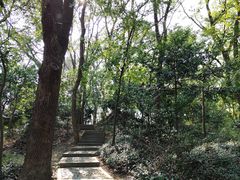 -上海佘山国家森林公园天马山园