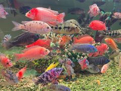 -金三角花鸟鱼综合市场-地面停车场