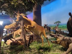 -国家自然博物馆