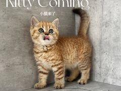 -小猫来了·猫舍(红山六九七九店)
