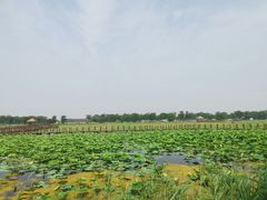 -西青郊野公园