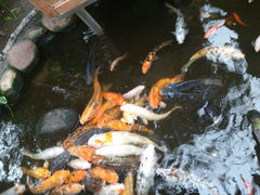 android_upload_pic-上海大自然野生昆虫馆
