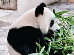 -西霞口神雕山野生动物世界