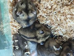 -怪兽屋·羊驼·猫咖·狗咖(俊华广场店)