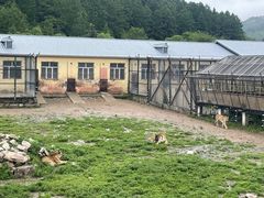 -横道河子东北虎林园