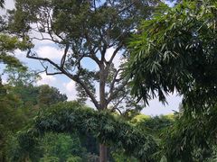 -清迈丛林飞跃 JungleFlight
