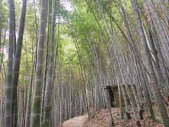 -上海佘山国家森林公园天马山园