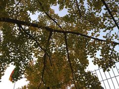 -三里屯东五街银杏大道