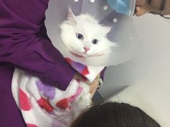 -达爱动物医院·犬猫分区·CT·复杂眼科(远洋山水分院)