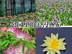 -白鹭湾湿地公园