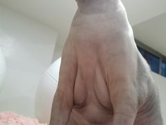 -李小姐の猫咖啡馆(五角场店)