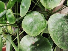 -阿昌白族石板烧(大理古城店)