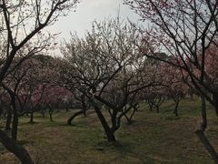 -无锡梅园公园
