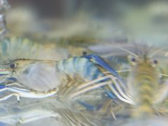 -白仁仔· 活烤海鲜 宵夜(豫园店)