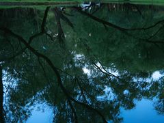 -上海共青森林公园