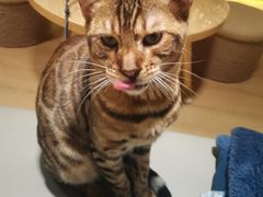 -猫腻·猫咖·撸猫馆(星光大道店)
