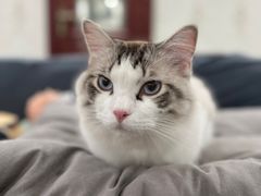-猫大福·Fortune Cat猫舍(百子湾店)