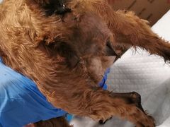 -顺强宠物诊所·狂犬免疫·夜诊·骨科(嘉定店)