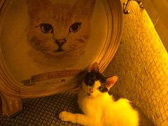 -Sirena海妖日咖夜酒