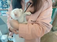 -喵屿·大理花园猫咖