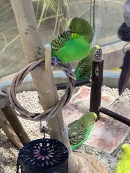 -卡通尼·Safari非洲探索乐园·生日会(金桥国际商业广场店)