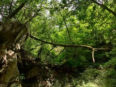 -黑河国家森林公园