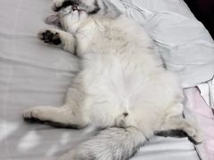 -喵zoo家庭繁育猫舍(尖东智能花园店)