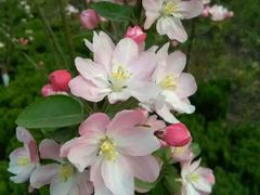 -洛阳郁金香牡丹园